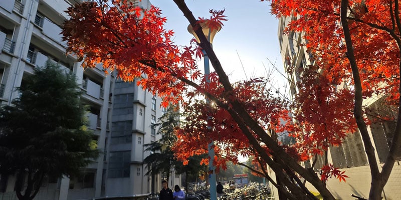 Beyond borders: Why student support matters more than ever in transnational education
